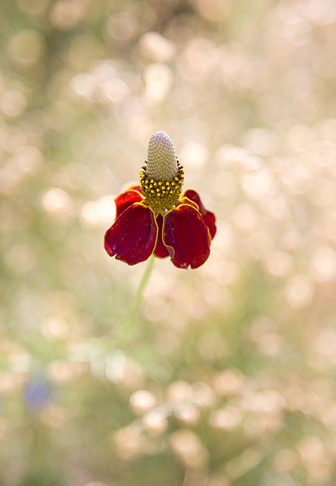 Mexican Hat