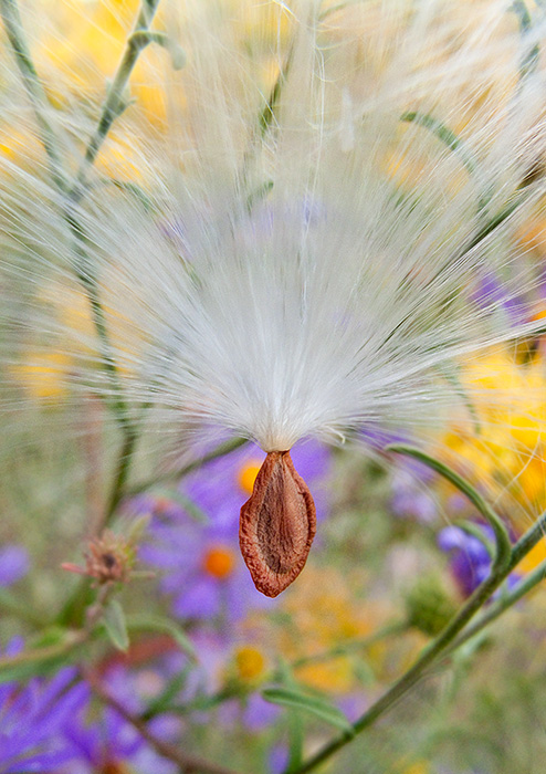 Milkweed Seed