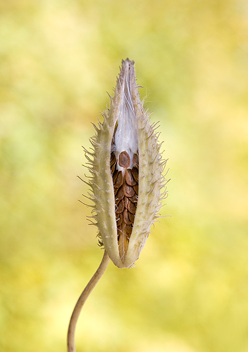 Milkweed Pod #1