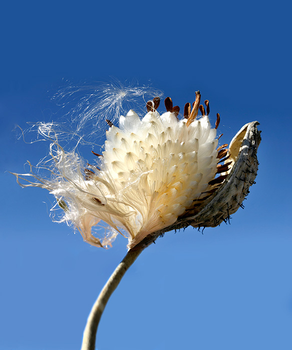 Milkweed Pod #3