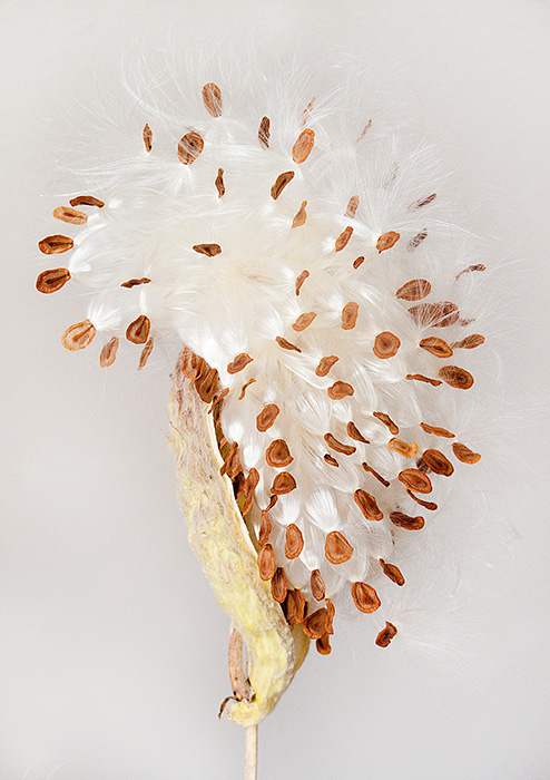 Milkweed Pod #2