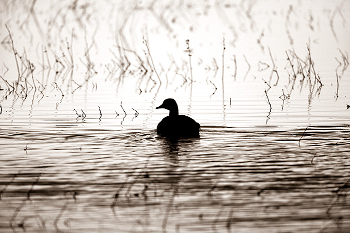 Morning Goose