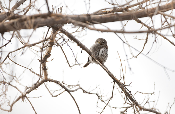 Northern Pygmy Owl