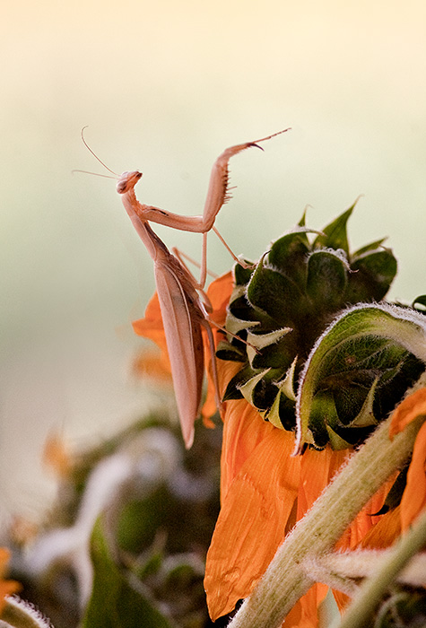 Praying Mantis Conducts