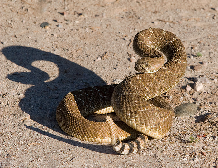Grandfather Rattle Snake