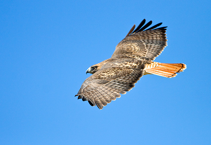 Red-Tailed Hawk #2
