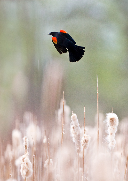 Red-Winged Blackbird