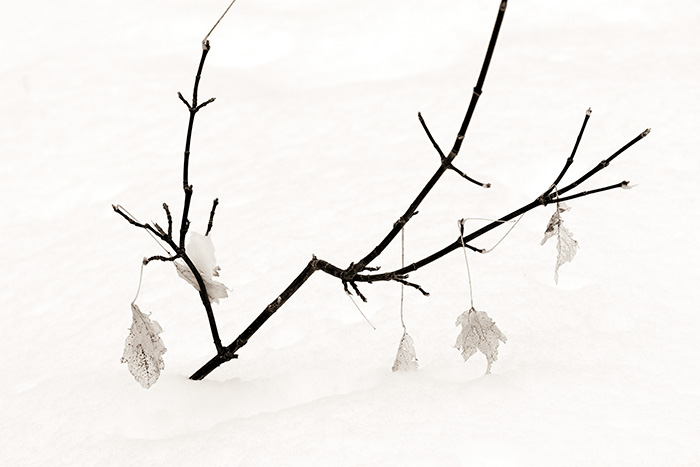 Winter Branch
