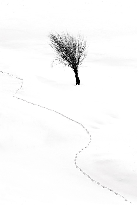 Winter Trails