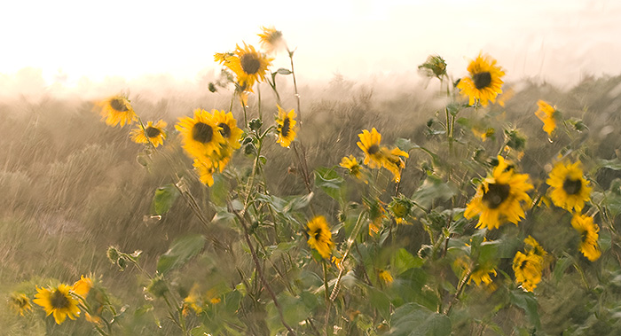 Sunflower Rain Shower