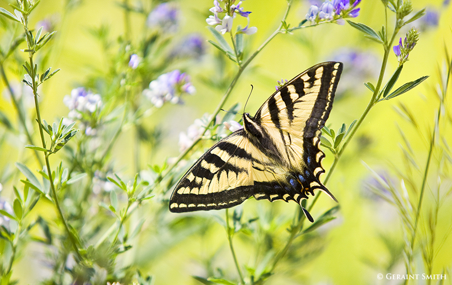 Solstice Swallowtail