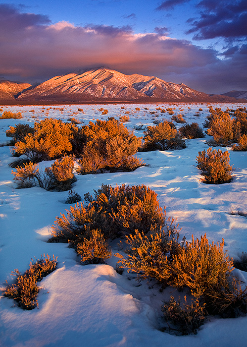 Taos Mountain Winter Sage