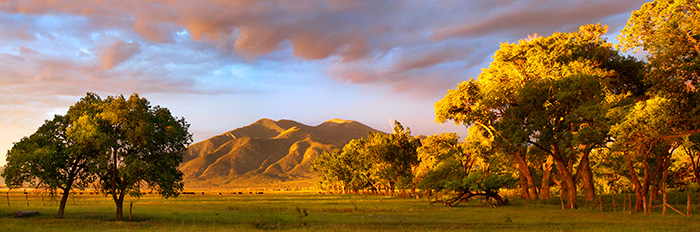 Taos Mountain Summer Trees