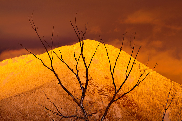 Taos Mountain Treetop