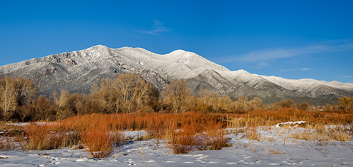 Taos Mountain Willows