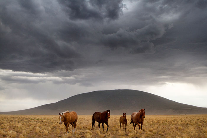 Ute Mountain Horses