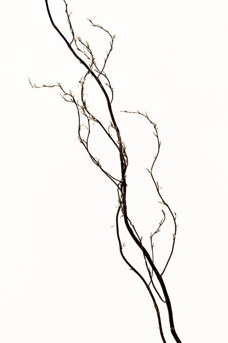 Figure Vine