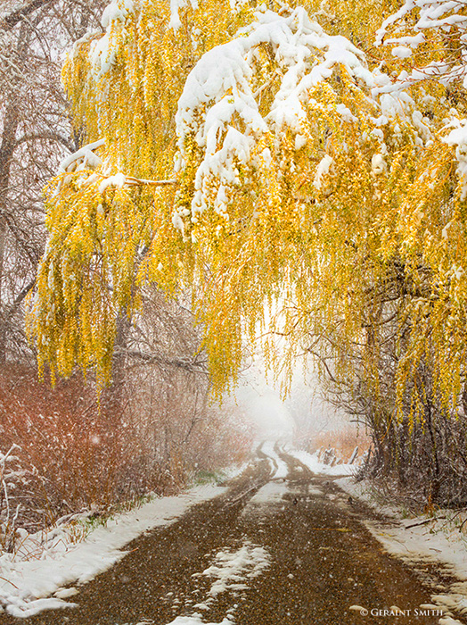 Winter Willow Lane