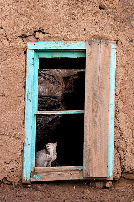 Adobe Cat