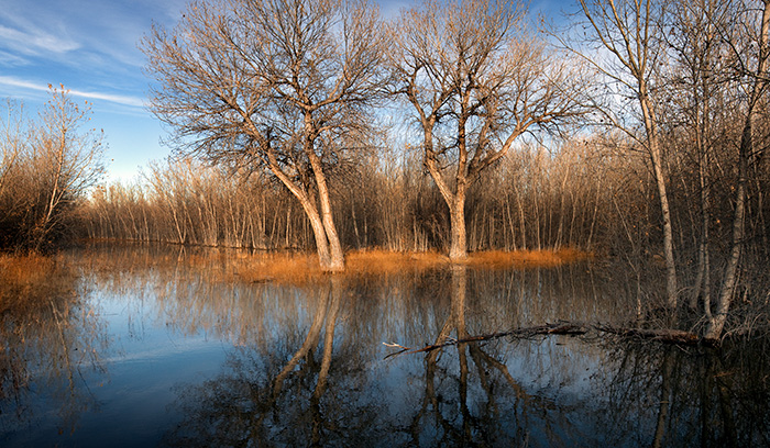 Bosque Marsh #1