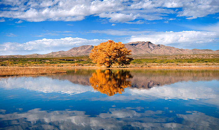 Bosque Marsh#3