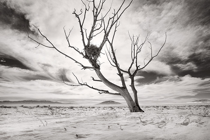Hawk Nest On The Plateau