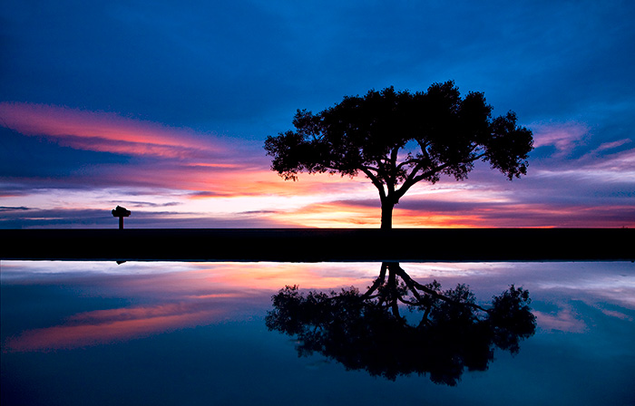 Lone Tree #2