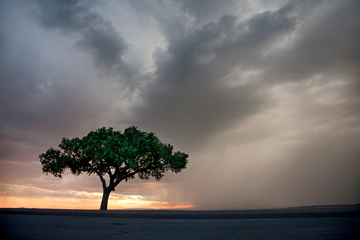 Lone Tree #1