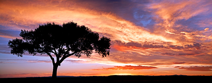 Lone Tree Sunset