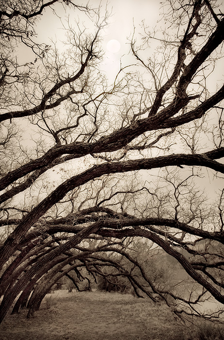 Tree Boughs