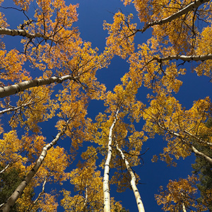Highway 17 aspens colorado