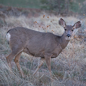 Mule Deer In The Meadow