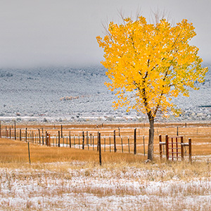Cottonwood And Snow El Prado, NM