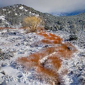 Red Willow, Cottonwood, Arroyo Hondo