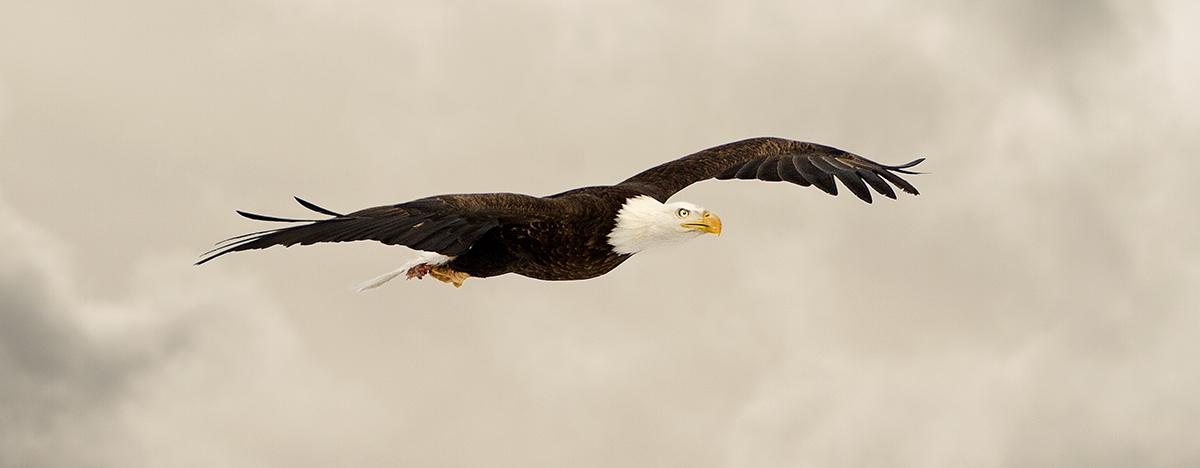 Bald eagle Pilar New Mexico