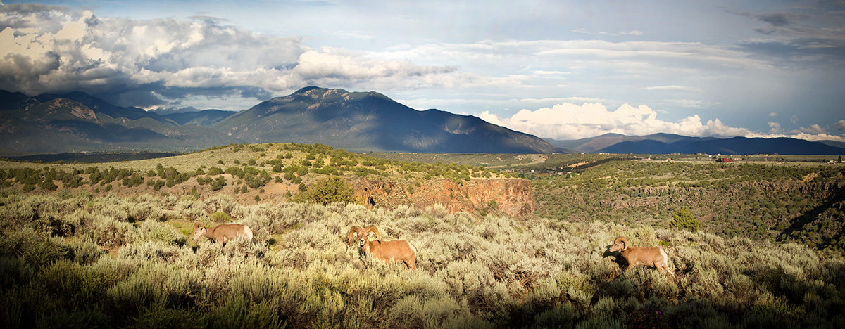 Bighorn Sheep Rio Grande Grorge
