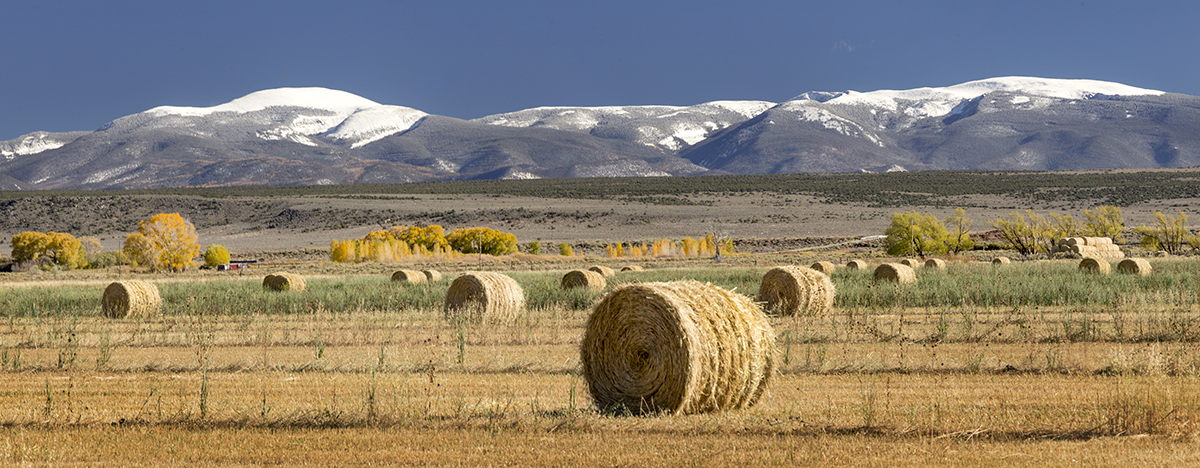 Round hay bales, Colorado