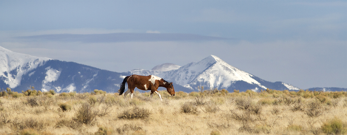 Pinto and Mountains