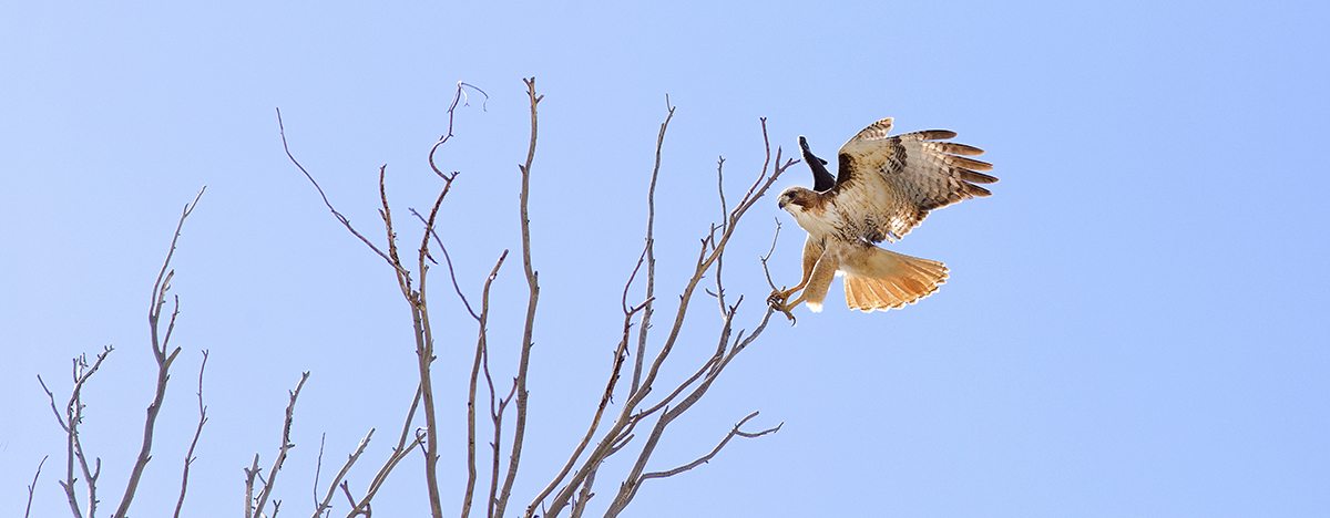 Red-tailed Hawk, San Luis Valley