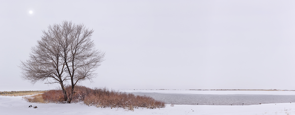Frozen lake and willows, Colorado