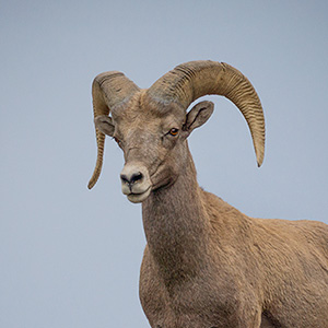 Bighorn Ram, A Young One