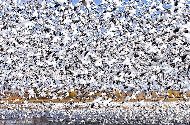 Just some of the Snow geese lift off at the Bosque del Apache, Socorro, New Mexico