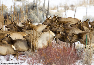 elk running in Taos New Mexico