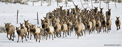 elk running in Taos New Mexico