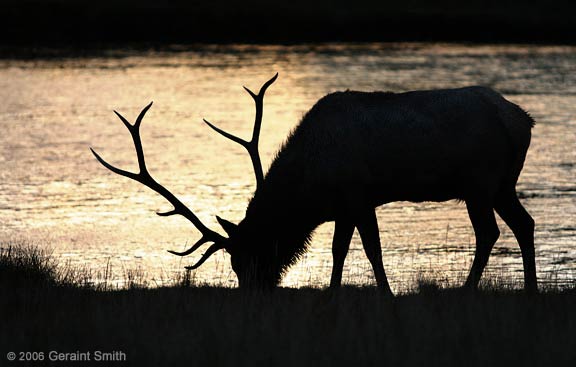 Evening Elk