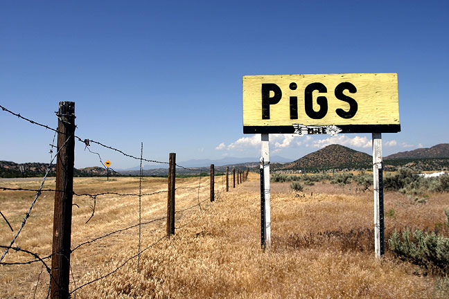 'Pigs 1/8 Mile' One from my series 'Signs of Life' (Ojo Caliente, New Mexico)