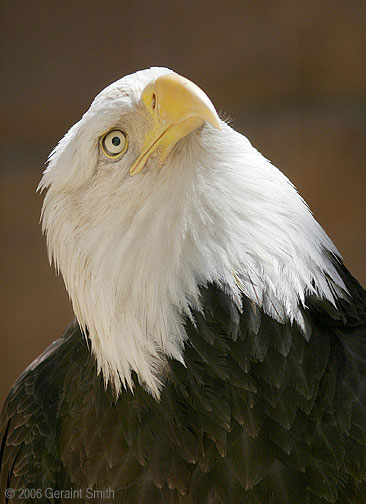 Bald Eagle at the Alburquerque Zoo