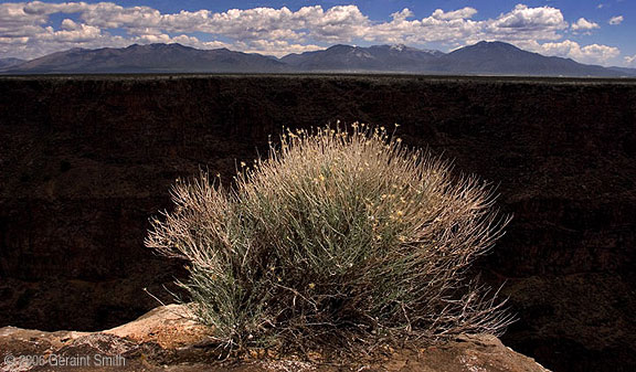 'Gorge' bush ... a view across the Rio Grande Gorge and the Sangre de Cristo Mountains, Taos, NM