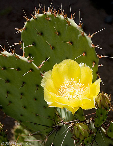 An early blooming cactus