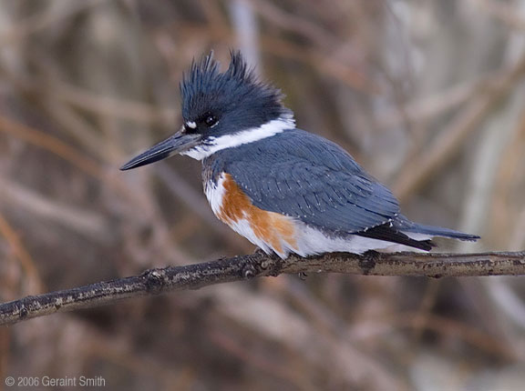 A Belted Kingfisher along the Rio Lucero in Taos, NM